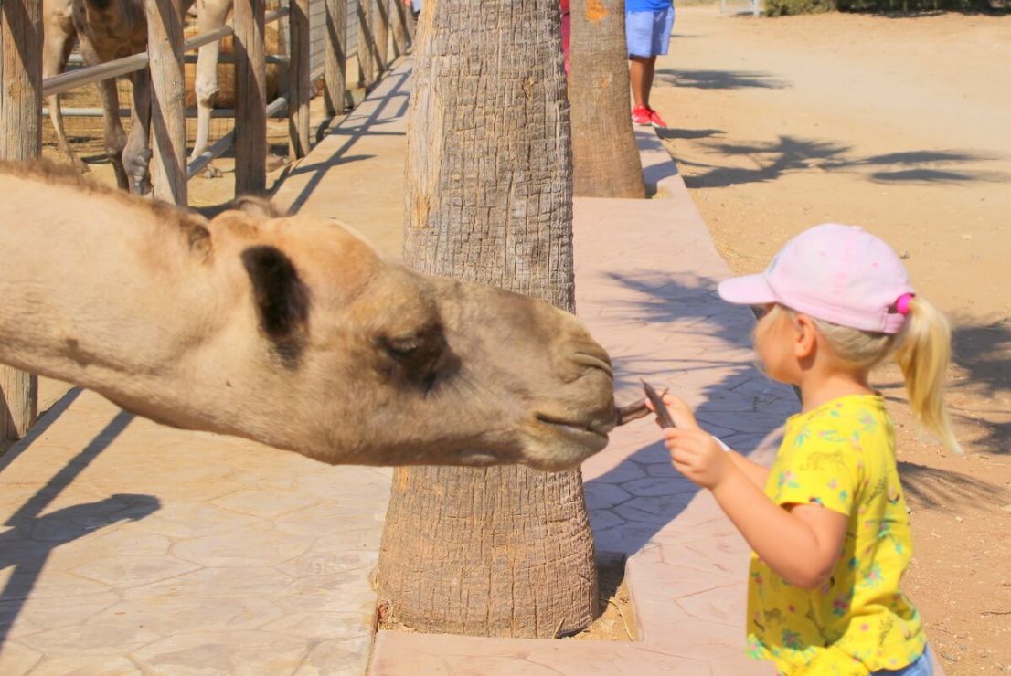 Парк верблюдов на Кипре – рай для детей